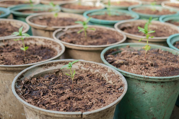 Young plant / Young plant in the pot.