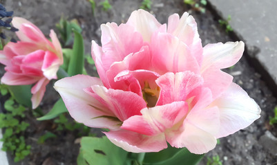 Sweet pink peony tulip