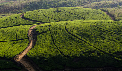 Tea plantation in up country near Hatton, Sri Lanka