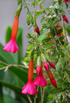 Inkablume - Cantua Buxifolia - Nationalblume Peru und Bolivien