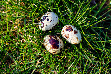 Obraz premium Quail eggs on a green grass. Easter still life.