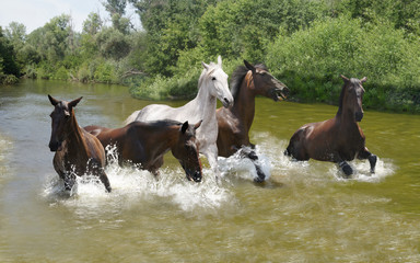 
horse running in the water