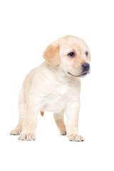 labrador puppy, looks