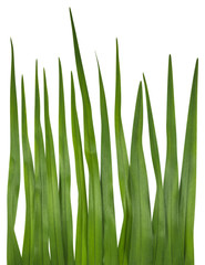 Fototapeta na wymiar Blade of grass isolated on white