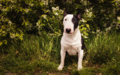 Bullterrier