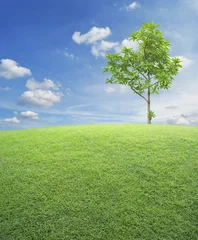 Fotobehang Natuur Green grass field with tree over blue sky, nature background