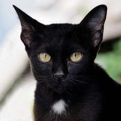 Black cat looking, square type
