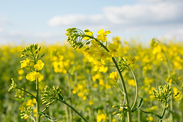 Flowers of canola on the field
