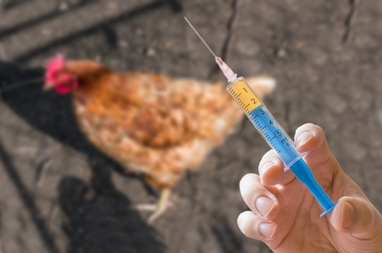 Hand Holds Syringe And Chicken In Background. Antibiotics, Vaccination And Testing On Animals Concept.