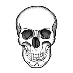 Black and white human skull. Vector.
