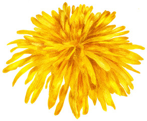 Obraz premium Flower dandelion large. Watercolor botanical illustration, watercolor flower, isolated on white background