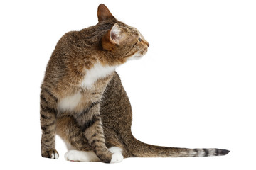 Cat sits and looks aside