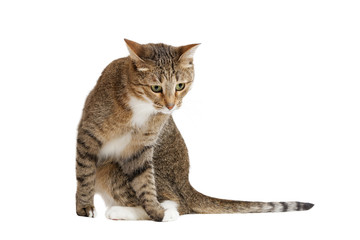 Cat sits and looks down