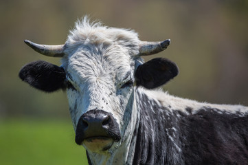 Vache de race Vosgienne
