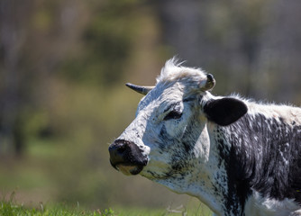 Vache de race Vosgienne