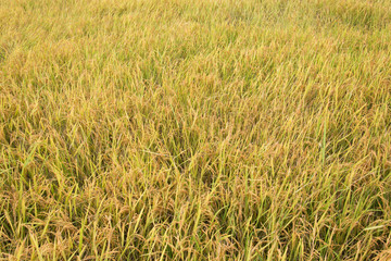  Rice field,thailand