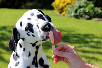 Hund leckt Eis in Garten, Zunge
