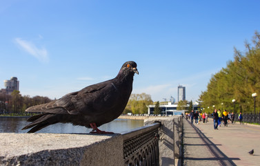 pigeon on city pond railing on the background of people walking along the quay