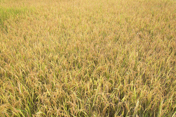  Rice field,thailand