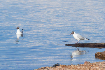 A gull takes to the logs near the shore, another gull swims near the shore.