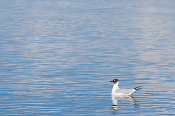 Seagull swimming in the water. Waves on blue water. Water background.