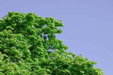 Kastanienbaum mit grünen Blättern und strahlend, blauer Himmel an einem sonnigen Frühlingstag