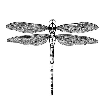 Dragonfly. Black dragonfly on white background. Hand drawn vecto