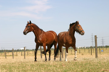 Obraz premium Pferde auf der Koppel
