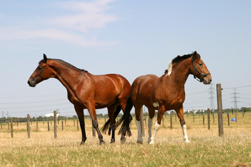 Fototapeta premium Pferde auf der Koppel