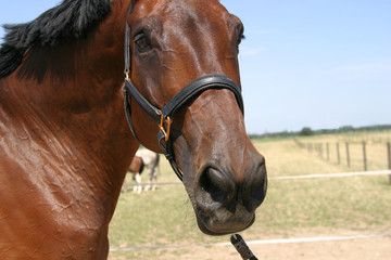 Naklejka premium Pferde auf der Koppel