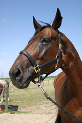 Fototapeta premium Pferde auf der Koppel