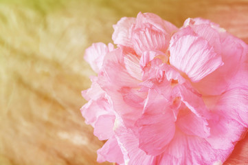 Vintage color and selective focus of Cotton rose on wood, Confederate rose (Hibiscus mutabilis L)