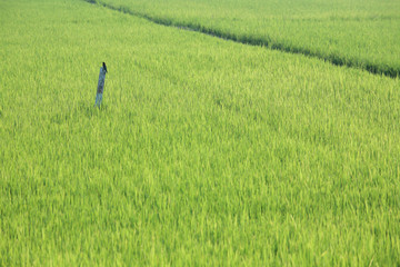 scenic paddy field.