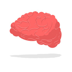 Human brain isolated. Brain on white background. part of body. C