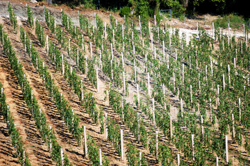 Vineyard near the monastery Savina (Herceg Novi, Montenegro)