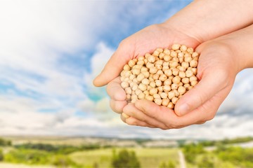 Fototapeta premium Soybean.