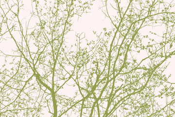 deciduous tree in the spring