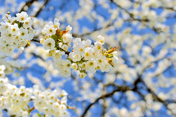 Üppig blühende Kirschzweige vor blauem Himmel