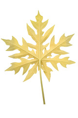 yellow papaya leaf on white background,tropical leaf (back)