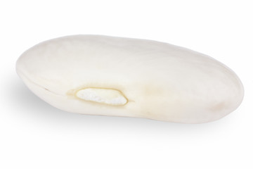 white bean