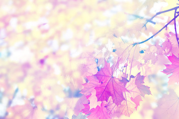 Autumn foliage. Golden Autumn. Colorful autumn leaves