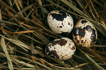 Quail eggs on hay background. Nest with eggs. Easter card. Top view.