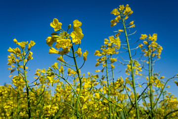 fleurs jaunes en gros plan , vues en contre plongée sous fond de ciel bleu