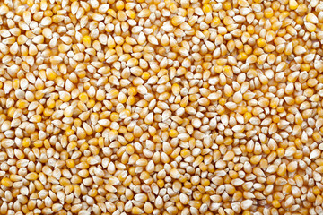 dried kernel corn