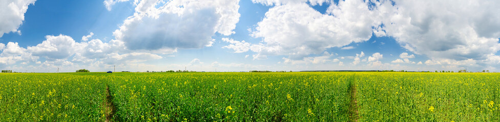 Rapeseed field in Belarus