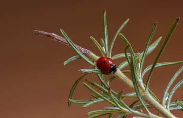 Ladybug