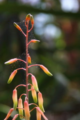 Cactus Flower in botanical garden