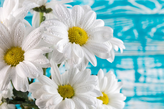 white daisies on the blue wooden background