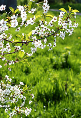spring flowering background. vertical