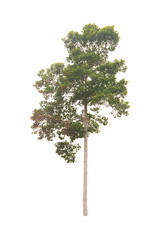 Obraz premium isolated tree on a white background